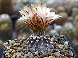 Neochilenia crispa KH 1016