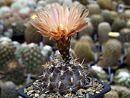 Neochilenia curvispina v. andicola f. mollensis KK 1611