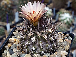 Neochilenia dimorpha KH 1007