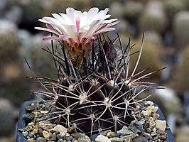 Neochilenia taltalensis KK 1186