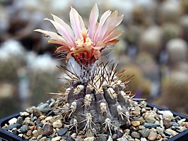 Neoporteria heinrichiana IDD 1554