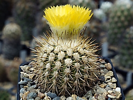 Neoporteria islayensis KK 350