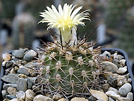 Neoporteria islayensis v. copiapoides chalaensis