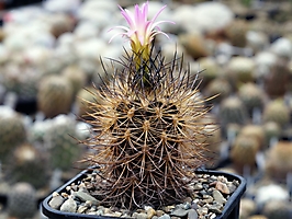 Neoporteria multicolor KK 98