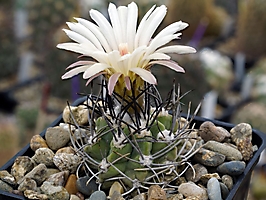 Neoporteria paucicostata FR 521