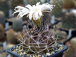 Neoporteria paucicostata KK 1693