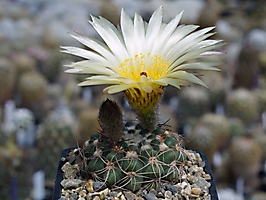 Notocactus crassigibbus