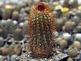 Parodia camblayana VG 932