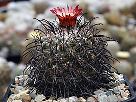 Parodia culpinensis VG 927