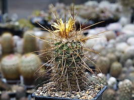 Parodia maxima VG 933
