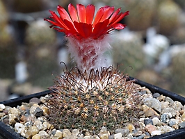 Parodia sanguiniflora v. minuscula VG 572