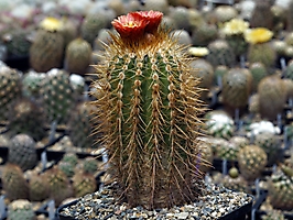 Parodia suprema VG 1193