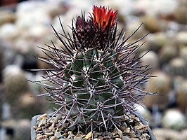 Pyrrhocactus bisii JS 227