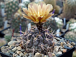 Pyrrhocactus horridus RS 1911