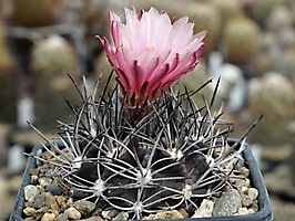 Pyrrhocactus neohankeanus v. densispinus KH 1214