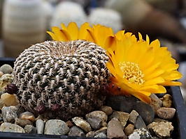 Sulcorebutia arenacea WR 460
