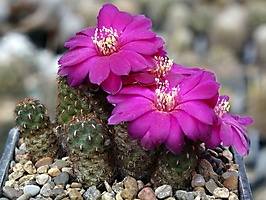 Sulcorebutia krugerae v. hoffmanniana KK 1015