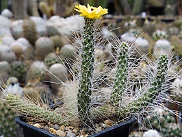 Tephrocactus weberi VG 1145