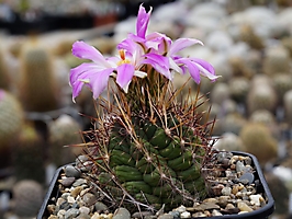 Thelocactus bicolor v. schottii JJH 990468