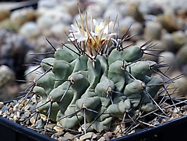 Thelocactus lophothele v. longispinus