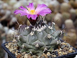 Thelocactus rinconensis v. palomaensis PP 1177
