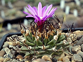 Turbinicarpus alonsoi RS 546