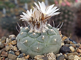 Turbinicarpus jauernigii MZ 474