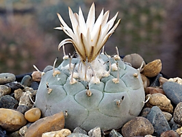 Turbinicarpus jauernigii TCG 18002