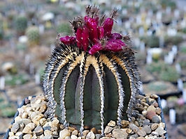 Uebelmannia pectinifera HU 106